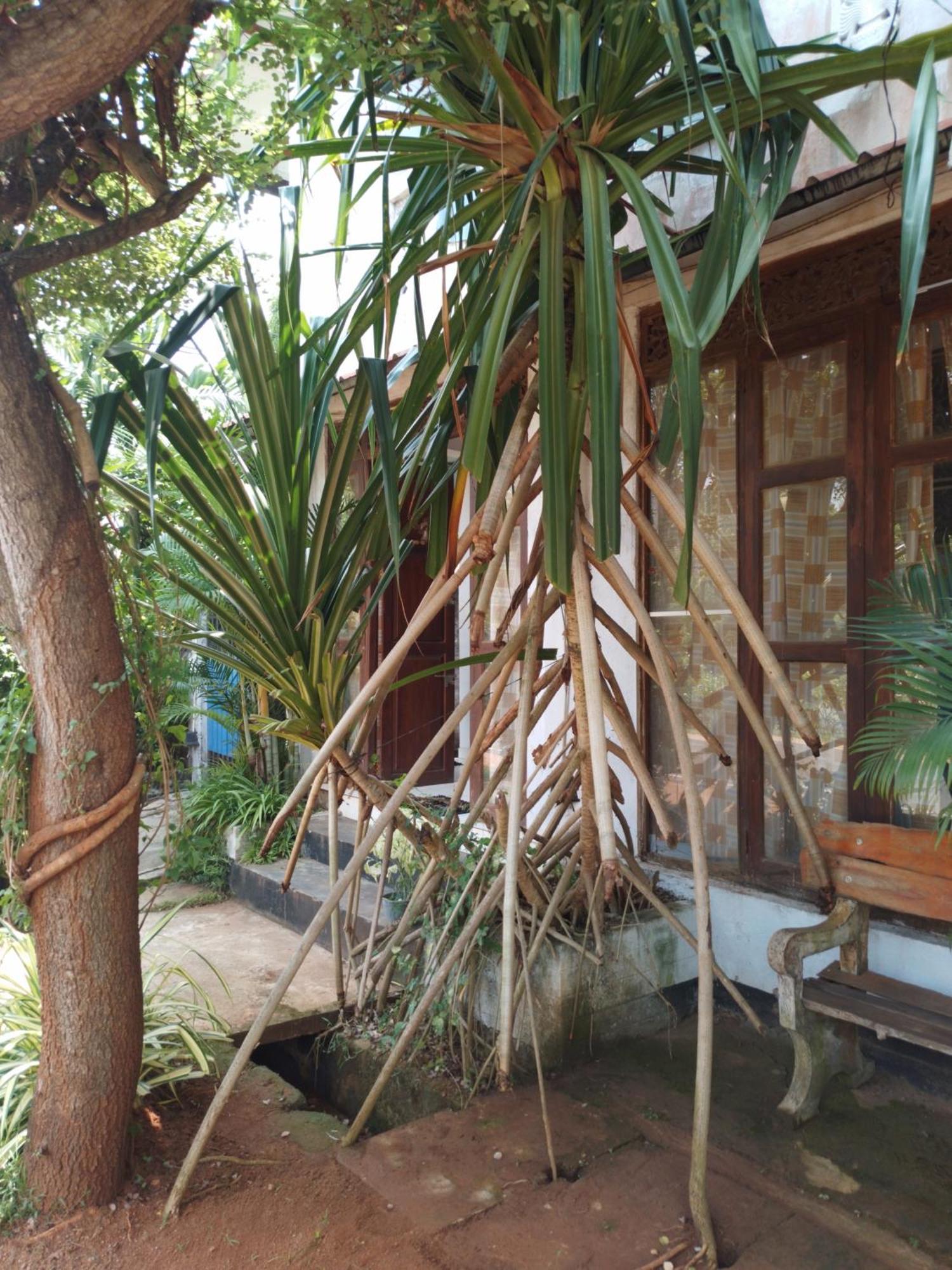 Lucky Holiday Home Anuradhapura Kültér fotó